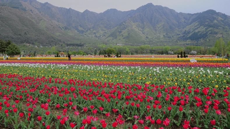 Tulip Season